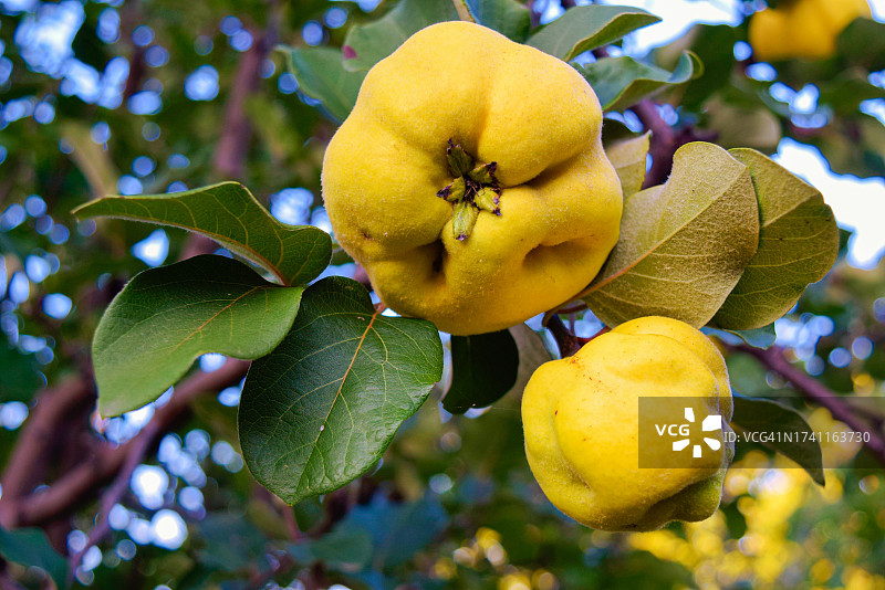 仰视树上生长的柠檬图片素材