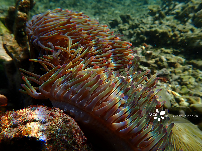 珊瑚在海中的特写图片素材