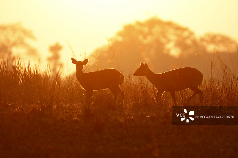 森林中的豚鹿，背景是日出图片素材