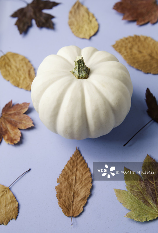 微型白色南瓜与彩色秋叶（淡蓝色背景）图片素材