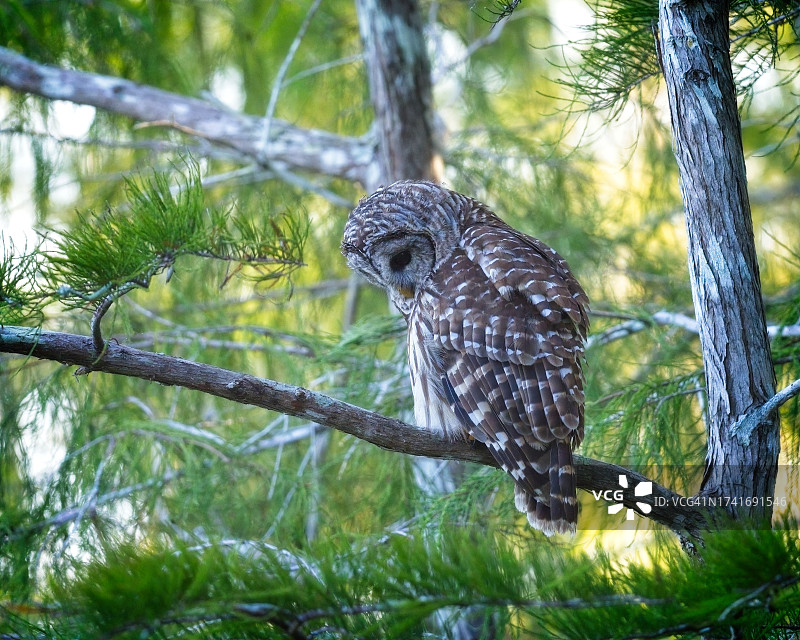 栖息在栖木上的横斑林鸮图片素材