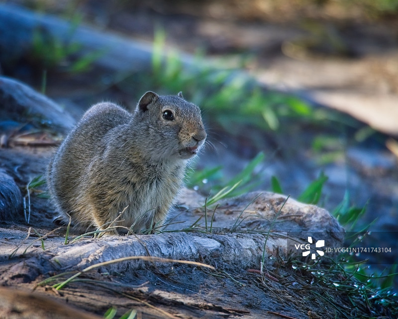 地松鼠图片素材