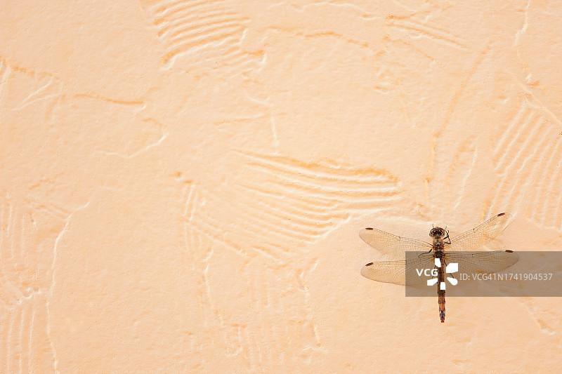 蜻蜓停在米黄色墙壁上，留有复制空间图片素材