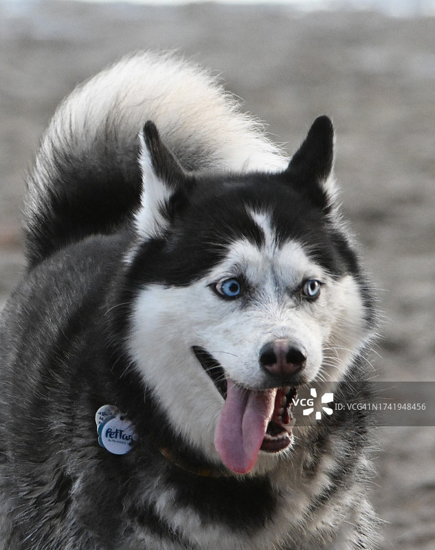 鲍德温公园的西伯利亚哈士奇犬图片素材