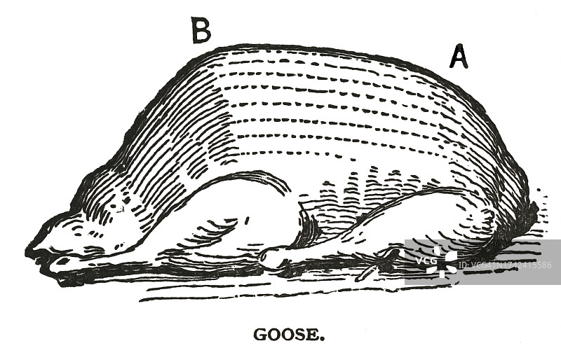 煮熟的火鸡老式雕刻插图图片素材