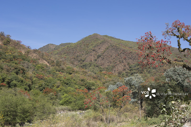 尤加斯森林图片素材