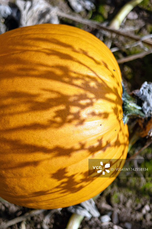 英国赫里福德郡莱德伯里南瓜地里准备收割的橙色南瓜特写图片素材