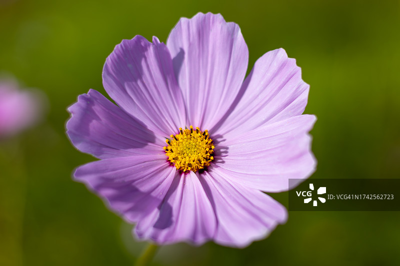 英格兰赫里福德郡莱德伯里秋季波斯菊花田图片素材