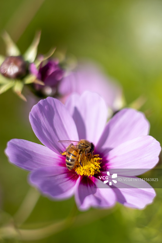 英格兰赫里福德郡莱德伯里秋季波斯菊花田图片素材