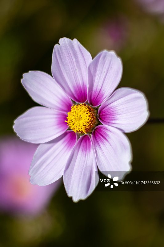 英格兰赫里福德郡莱德伯里秋季波斯菊花田图片素材
