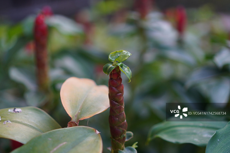 螺旋姜，姜科植物红色花朵绿色叶子，园艺自然背景图片素材
