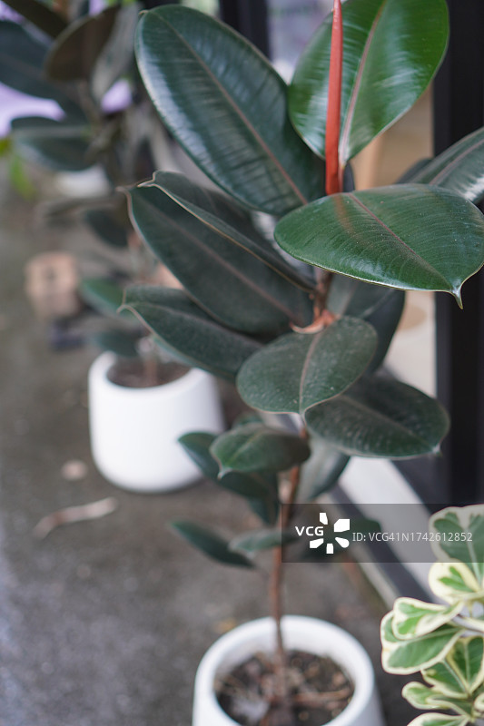 印度橡胶榕橡胶植物图片素材