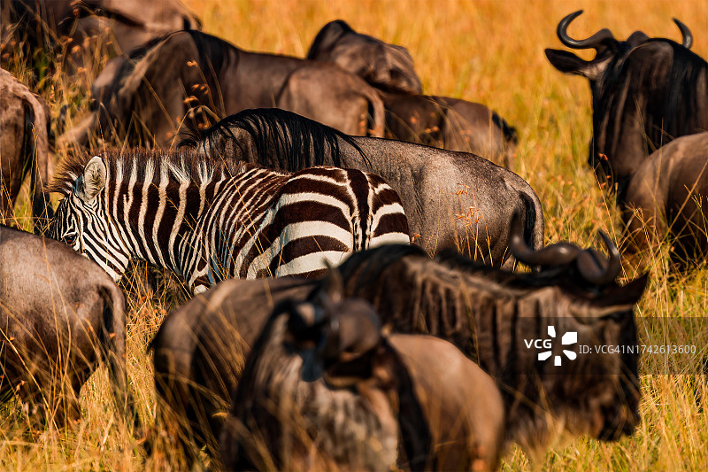 角马羚羊大迁徙中的一匹平原斑马图片素材