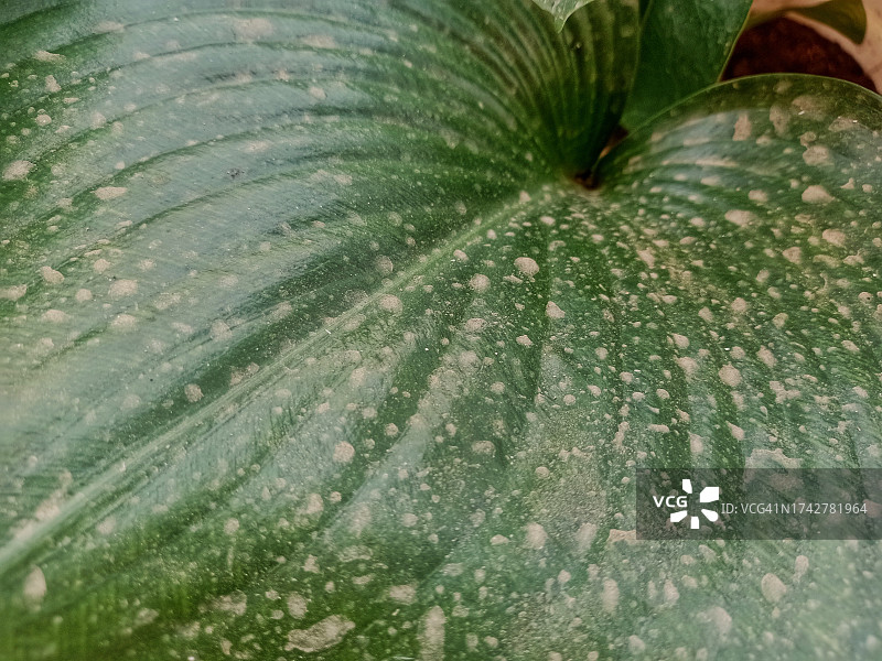 树叶上的微尘图片素材