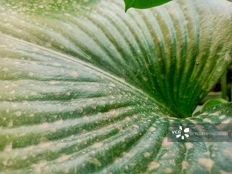 树叶上的微尘图片素材