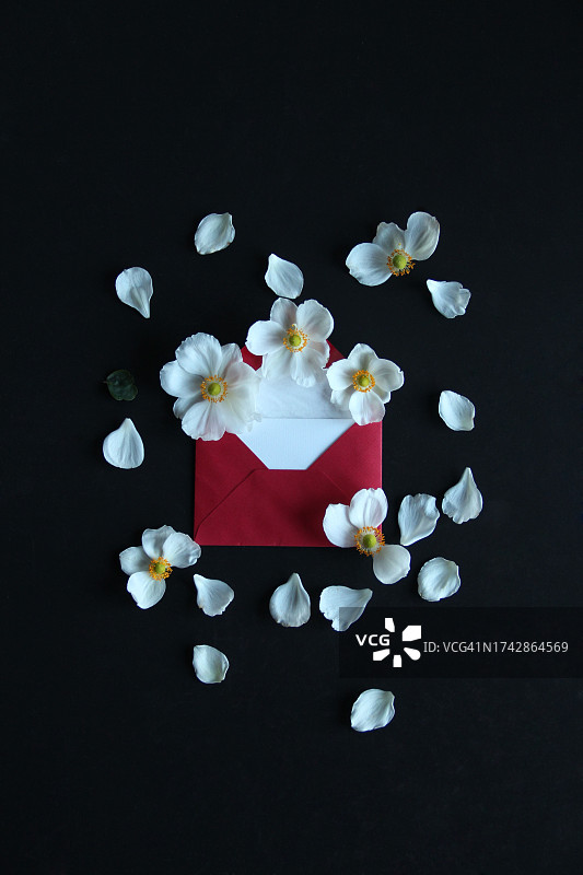 黑色背景中的红包和白色花朵图片素材