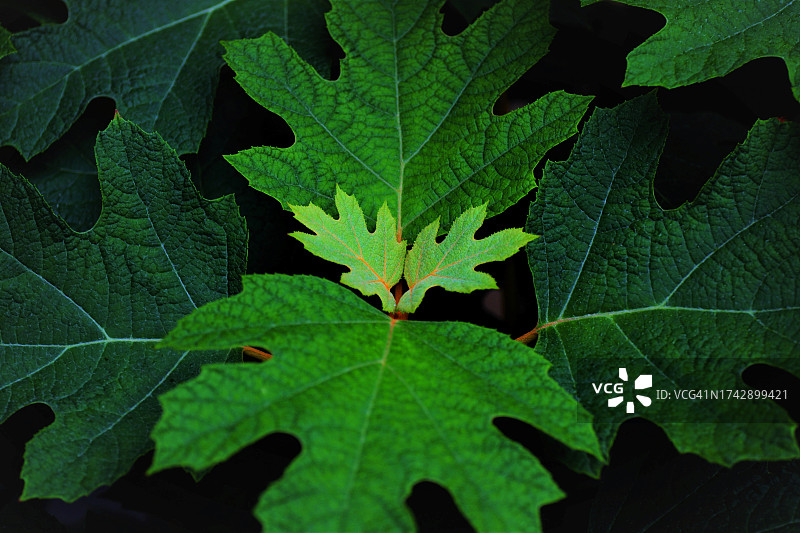 加拿大绿色树叶全画幅照片图片素材