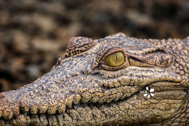尼罗鳄在湖中特写图片素材