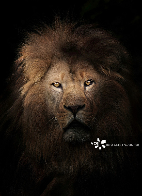 狮子的肖像图片素材