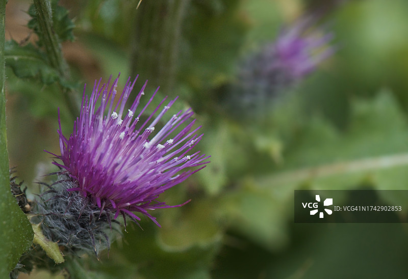 紫色蓟花特写，美国华盛顿州安吉利斯港图片素材