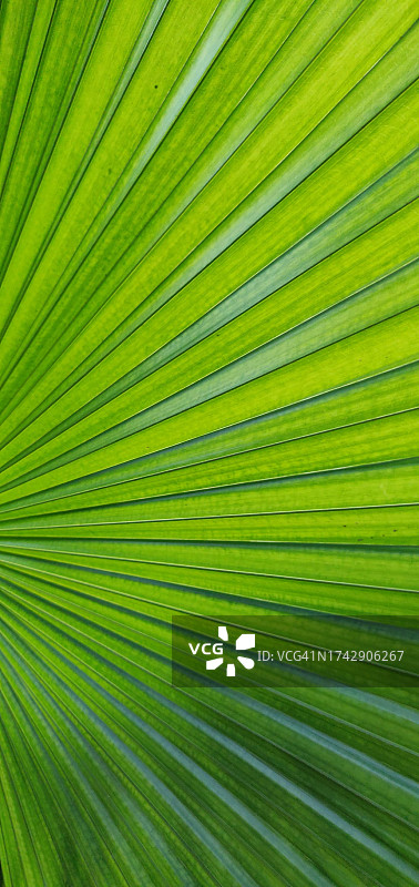 棕榈叶全画幅镜头，印度马哈拉施特拉邦浦那图片素材