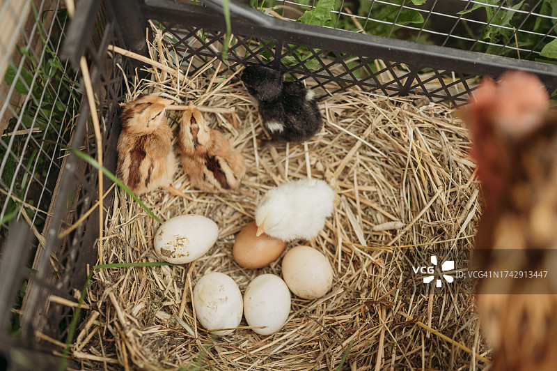 鸡和雏鸡与装在板条箱里的干草上的鸡蛋图片素材