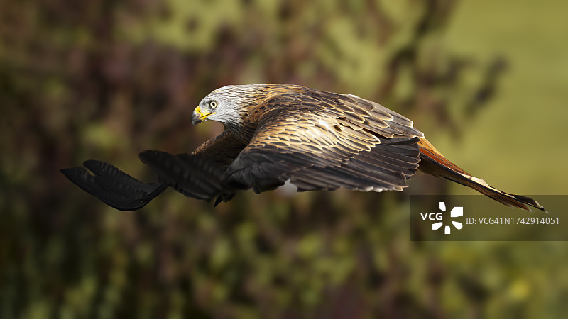 飞翔的金色老鹰特写图片素材