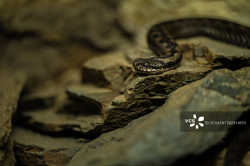 岩石上的蝰蛇特写图片素材