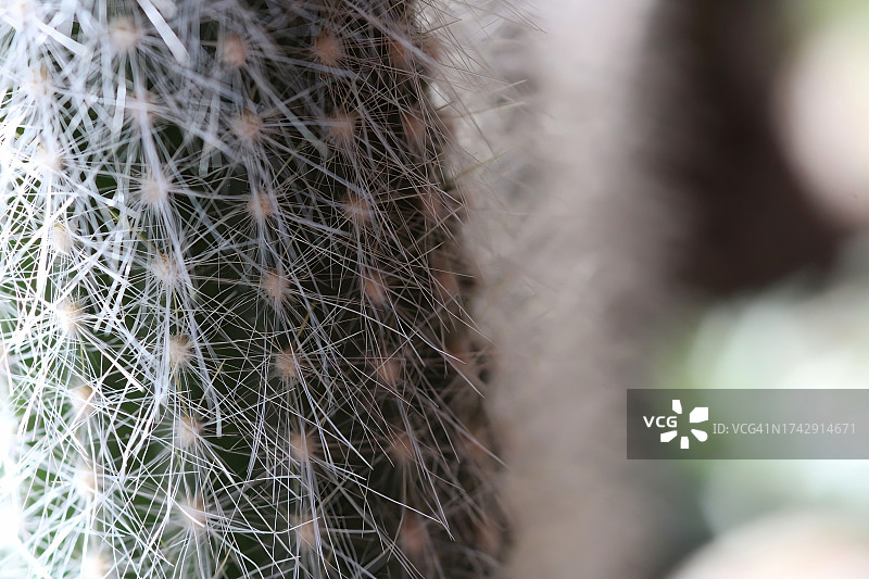 仙人掌的特写图片素材