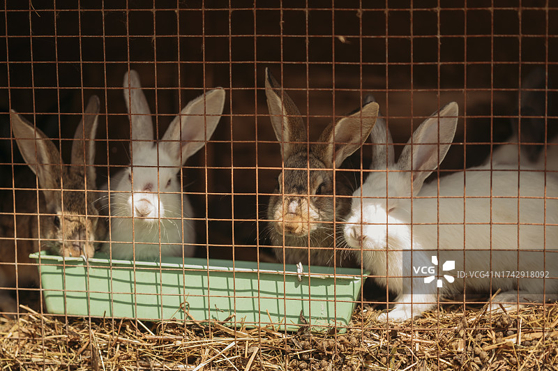 农场金属笼子里的兔子图片素材