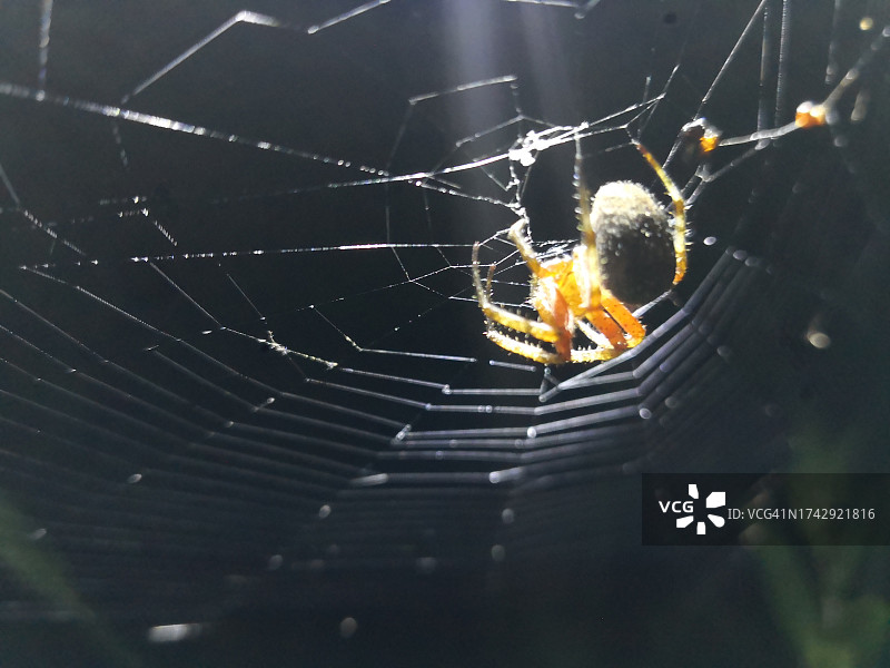蜘蛛在网上的特写图片素材