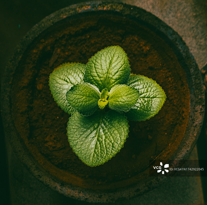 碗里叶类蔬菜的俯视图图片素材