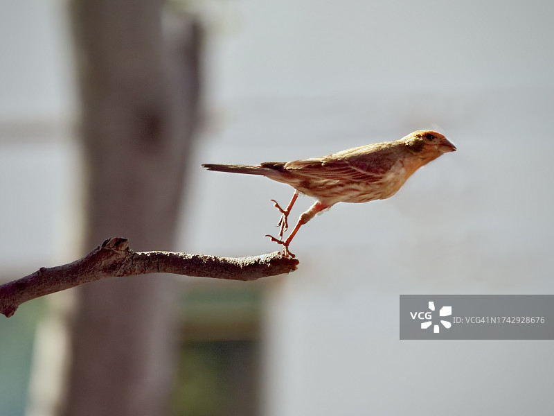 近距离拍摄栖息在树枝上的叽喳雀，美国加利福尼亚州库比蒂诺图片素材