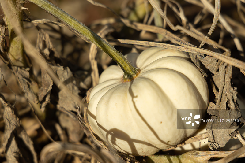 待收获的白色南瓜特写图片素材