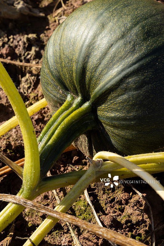 英国赫里福德郡莱德伯里南瓜地待收的绿色南瓜特写图片素材
