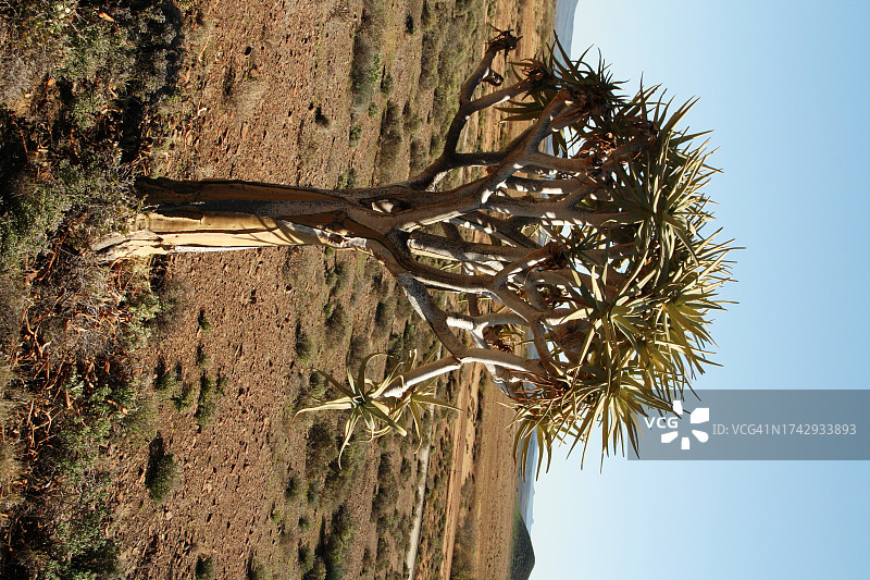 树木仰视角度照片图片素材