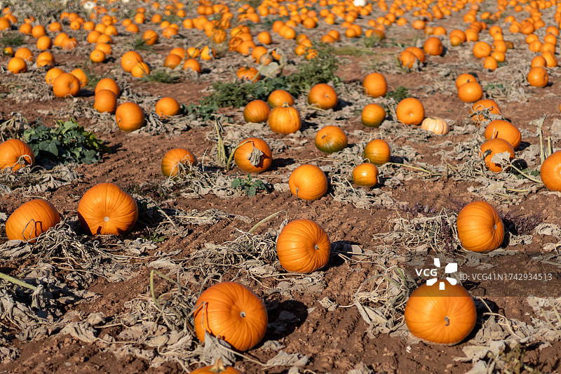 英格兰赫里福德郡莱德伯里南瓜地里，准备收割的橙色南瓜风光图片素材
