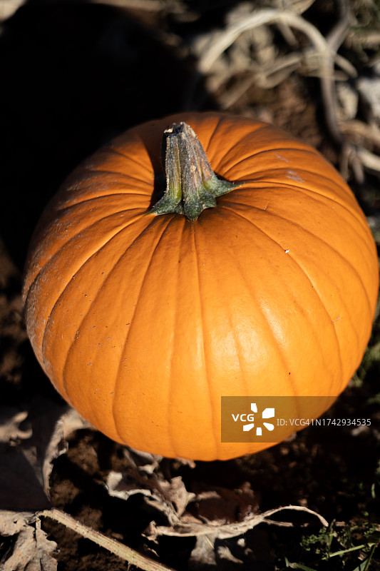 英国赫里福德郡莱德伯里南瓜地里准备收割的橙色南瓜特写图片素材