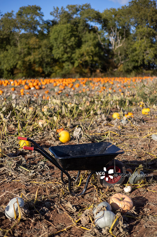 英格兰赫里福德郡莱德伯里南瓜地里，准备收割的橙色南瓜风光图片素材