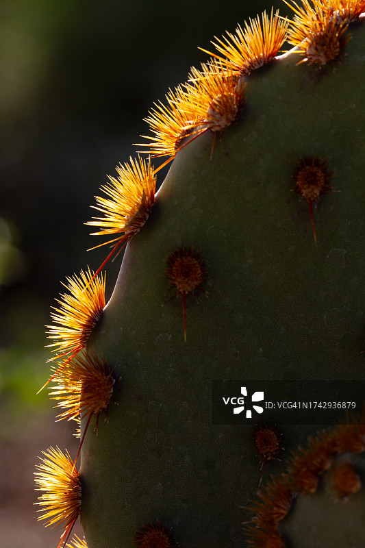 美国亚利桑那州凤凰城的仙人掌特写图片素材