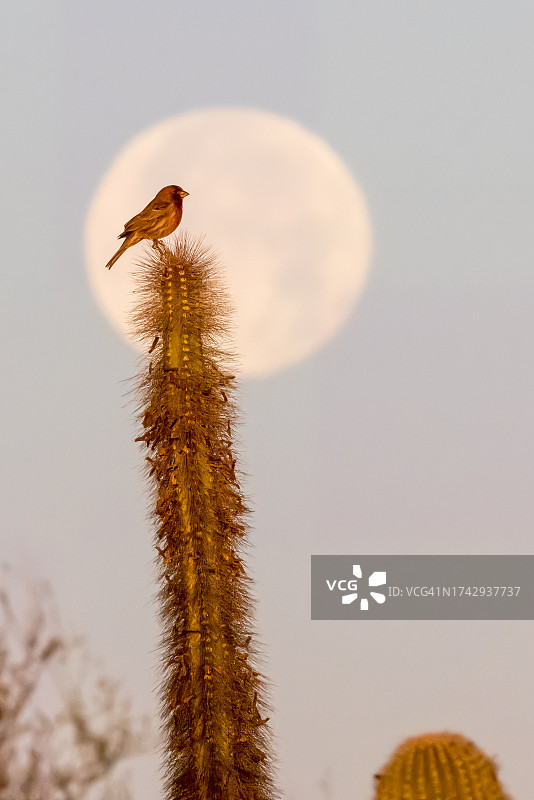 低角度拍摄鸟儿栖息于美国Papago公园的植物上图片素材