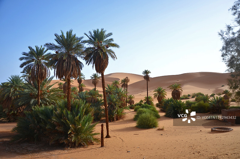 沙漠中棕榈树的晴空风光图片素材