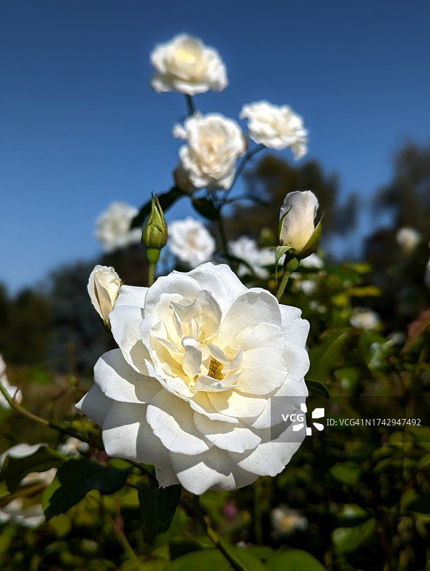 白玫瑰特写图片素材