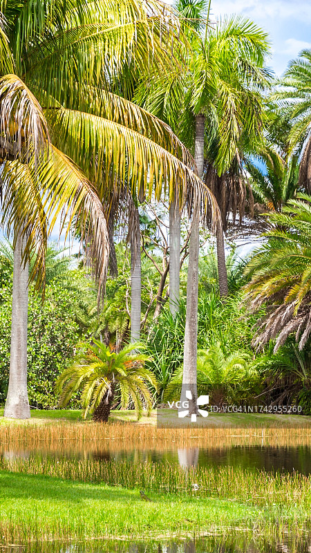 原野上的棕榈树风光图片素材