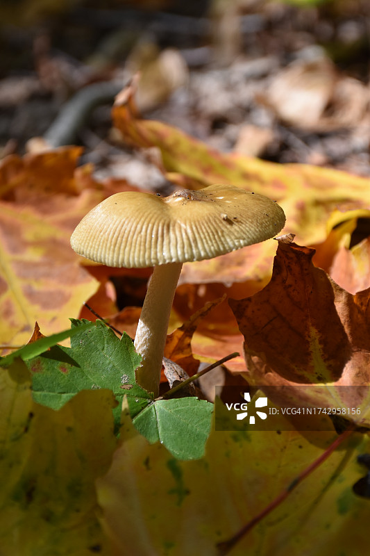 田间生长的蘑菇特写图片素材
