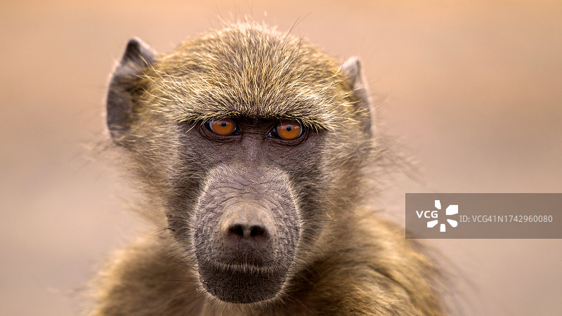 狒狒特写肖像图片素材