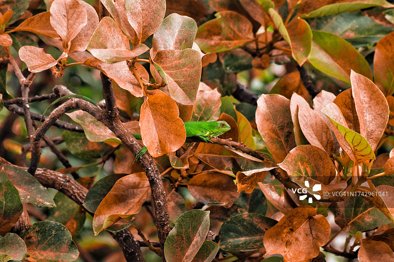 树上的秋叶特写图片素材