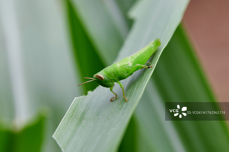 树叶上的蚱蜢特写图片素材