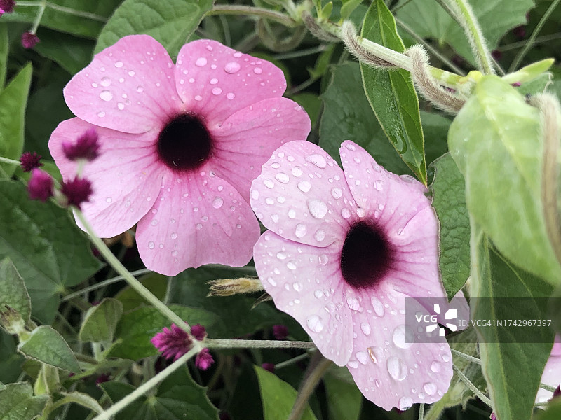 美国加利福尼亚州卡皮托拉湿润粉色花朵特写图片素材
