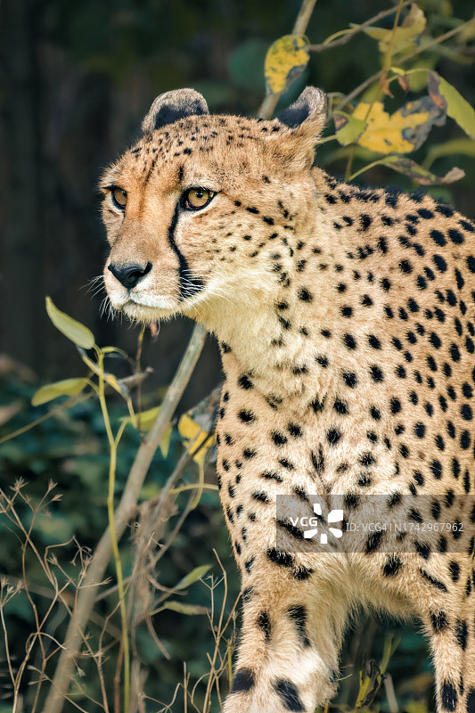 非洲猎豹在原野上休息特写图片素材
